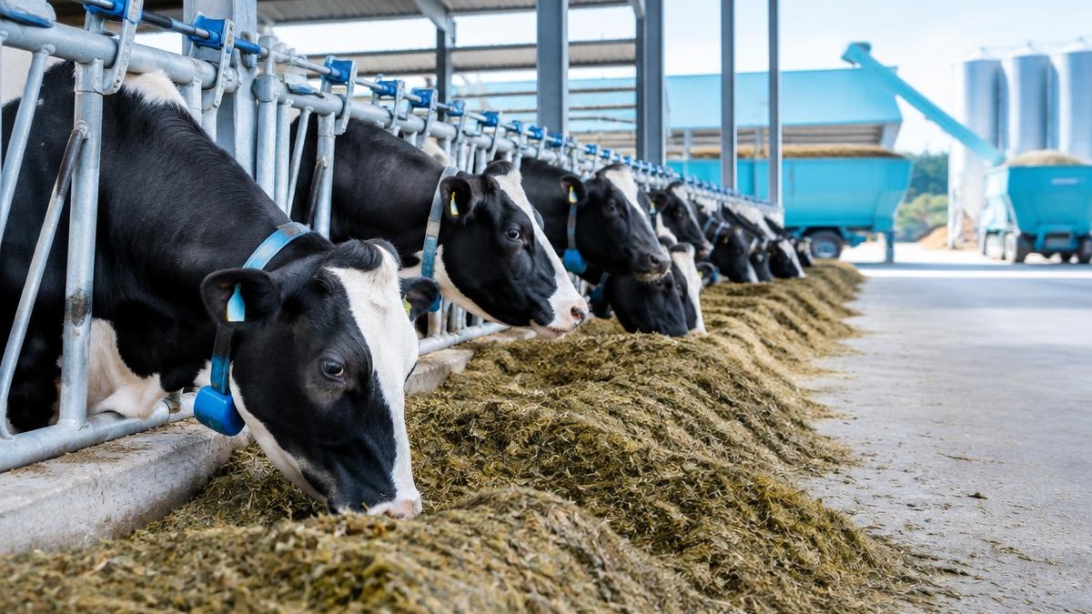 Dairy Cattle Milk Yield: Optimizing Ruminant Energy and Protein Intake