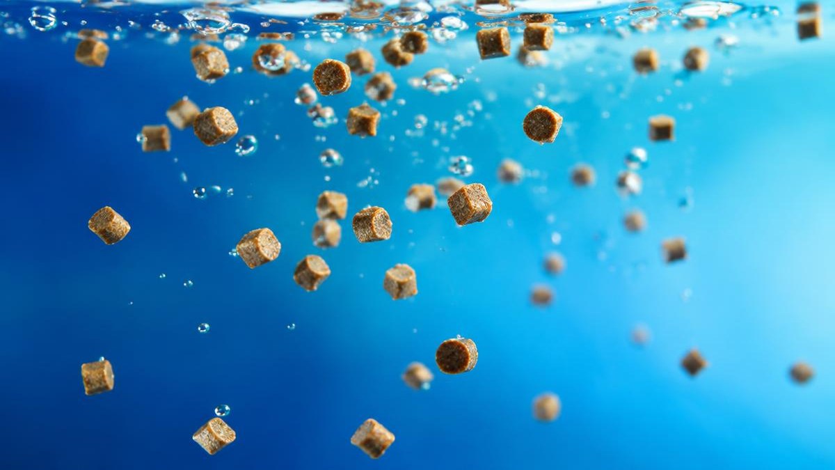 fish feed extrusion pellets B D Guar aquafeed line