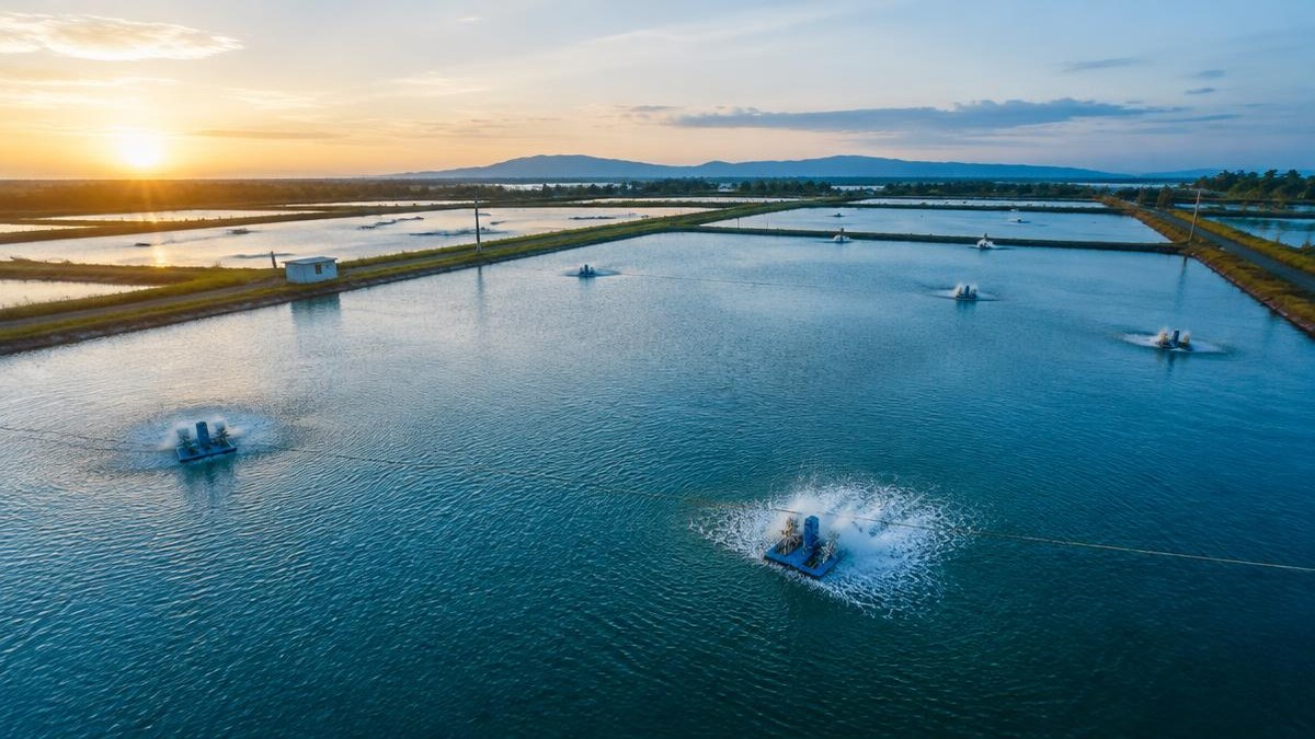 pellet water stability guar gum B D Guar aquaculture pond