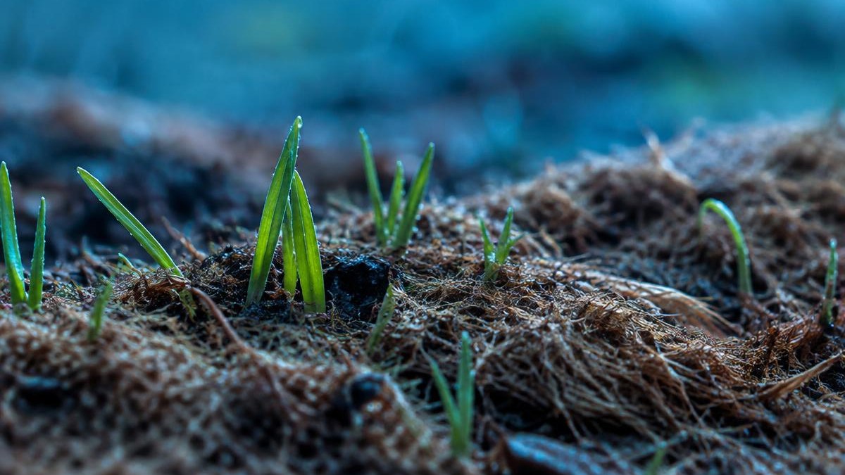 guar gum hydroseeding B D Guar seedling emergence