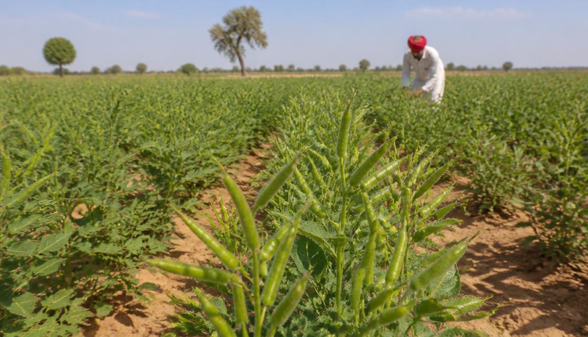 Organic Agriculture in India: ECOGUAR Solutions for Clean Labels